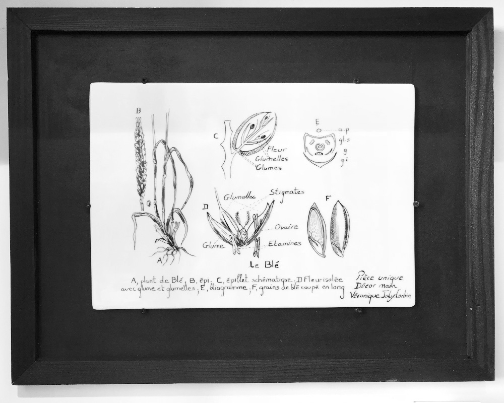 Planche botanique sur porcelaine - "Le Blé"