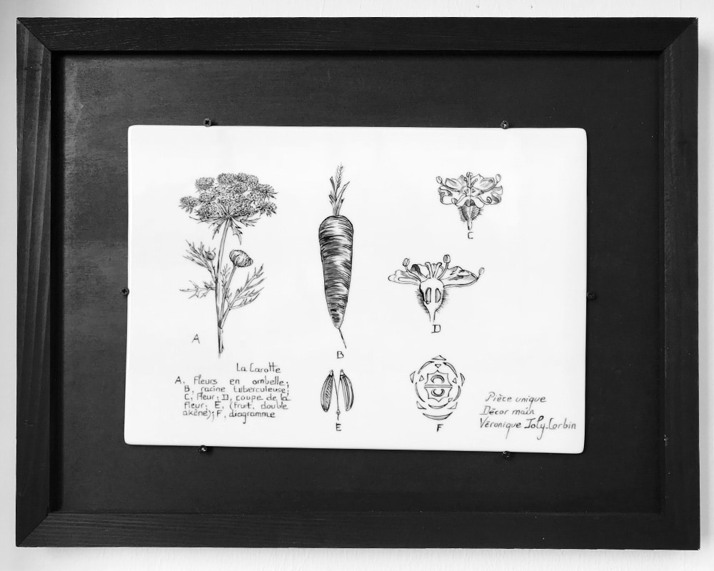 Planche botanique sur porcelaine - "La Carotte"