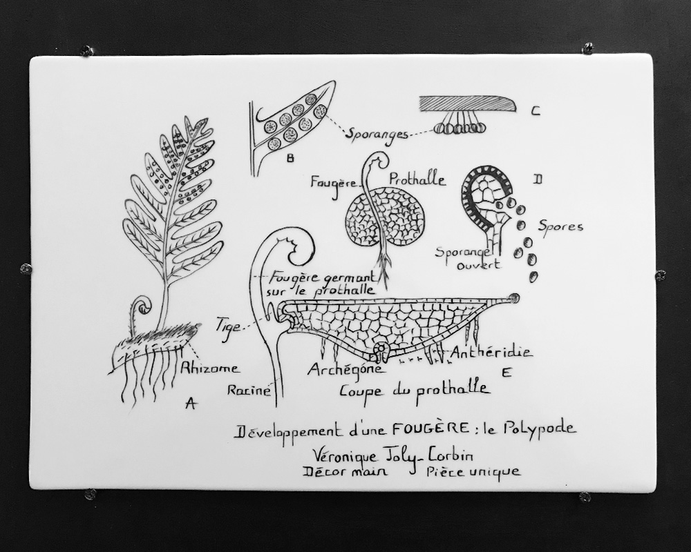 Planche botanique sur porcelaine - "La Fougère"