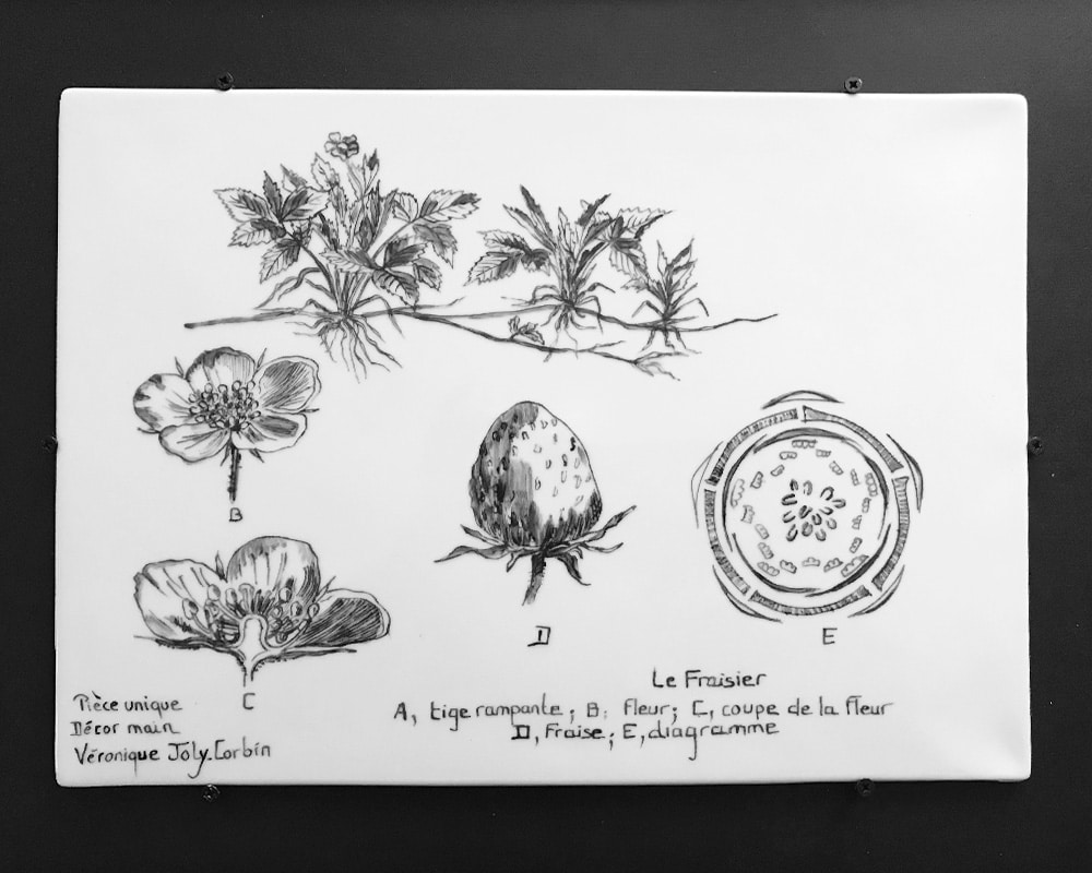 Planche botanique sur porcelaine - "La Fraise"