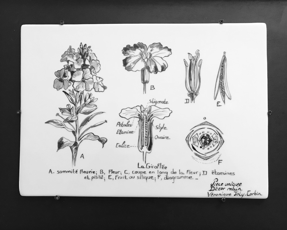 Planche botanique sur porcelaine - "La Giroflée"
