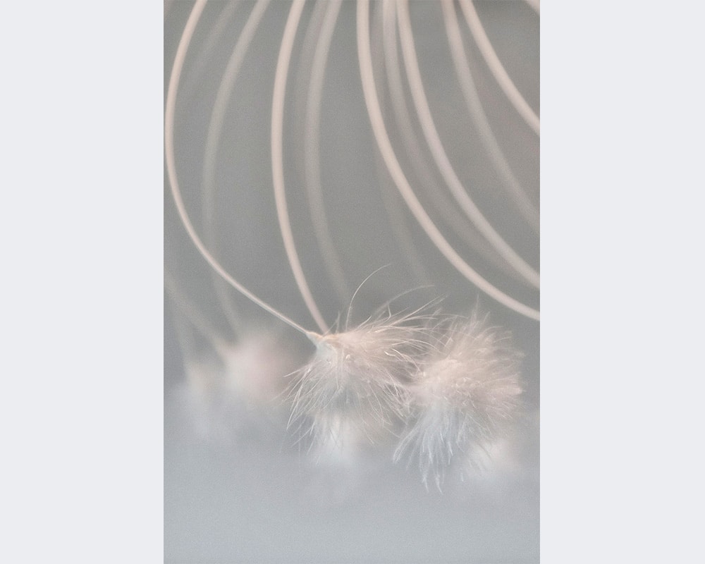 Luminaire "Swan" en duvet d'oies - Oeuvre de la plumassière Plumavera